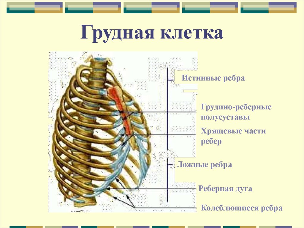 Строение грудной клетки человека. Осевой скелет Грудина. Осевой скелет человека и грудная клетка. Осевой скелет грудины. Осевой скелет грудная клетка.