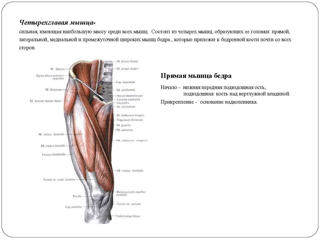 Где находится четырехглавая мышца бедра у человека фото