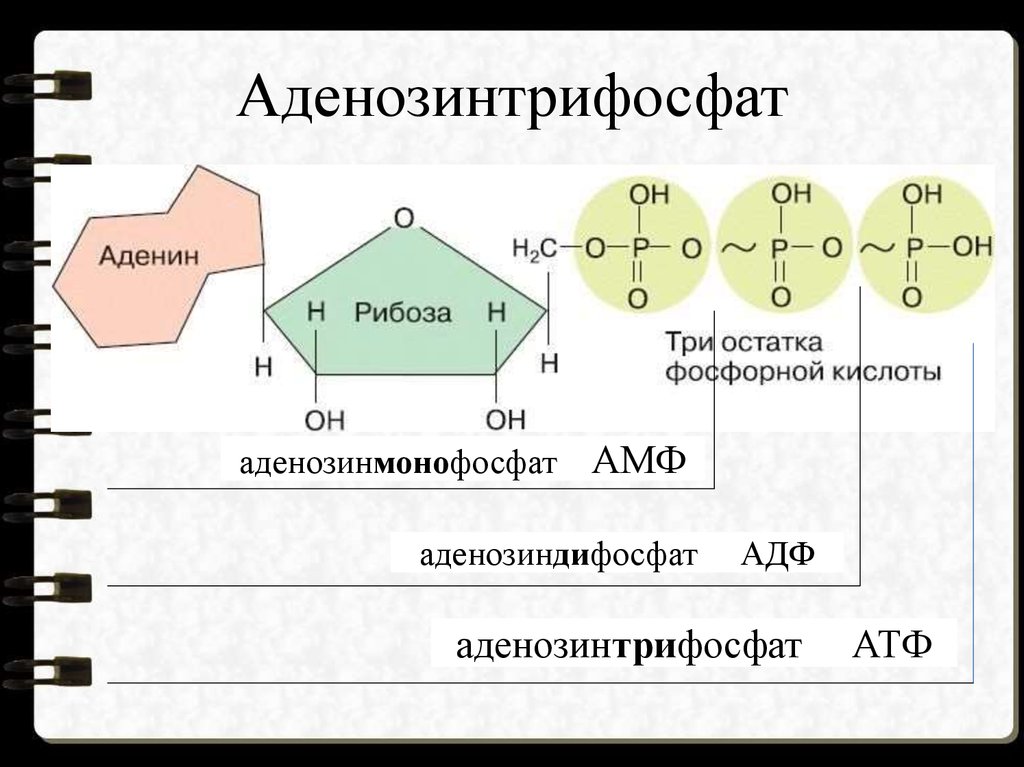 Аденин рибоза остаток фосфорной