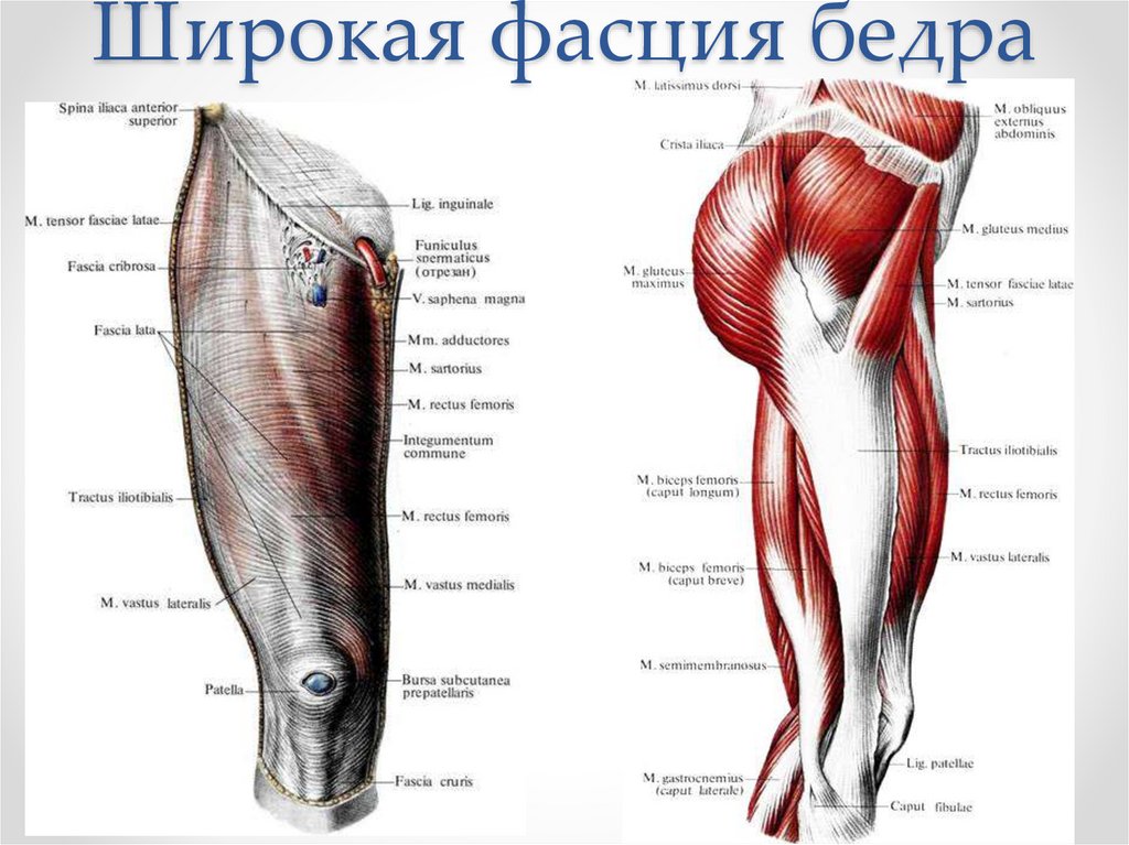 Мышцы таза и бедра анатомия в картинках и пояснениями