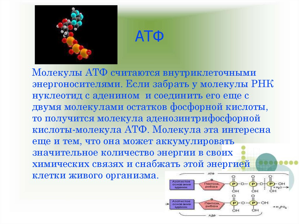 Презентация на тему атф и другие органические соединения клетки