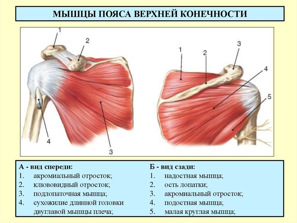 Мышцы плеча анатомия картинки