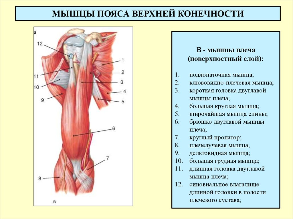 Мышцы плечевого пояса презентация