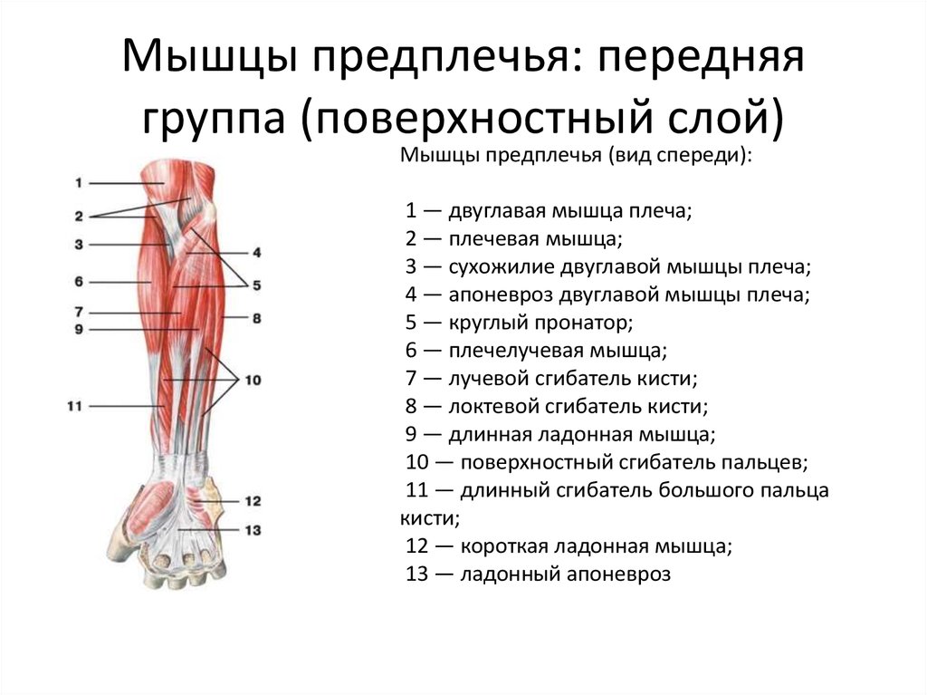 Мышцы предплечья фото