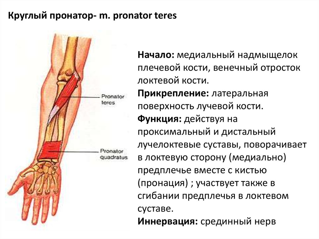 Круглый пронатор фото