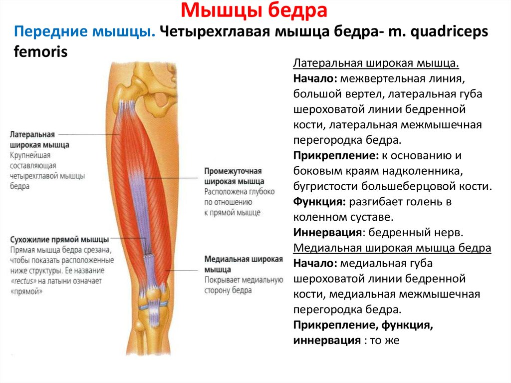 Четырехглавая мышца бедра где находится фото