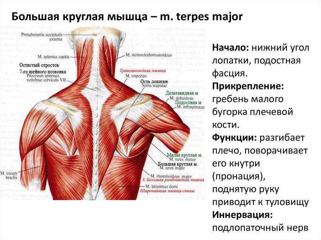 Широчайшая мышца спины анатомия картинки