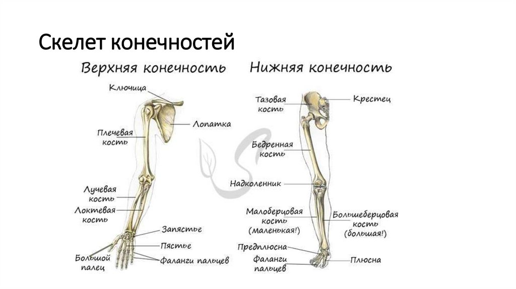 7 скелет конечностей. Строение скелета верхних и нижних конечностей. Строение нижней конечности руки скелета. Скелет верхних и нижних конечностей человека. Строение скелета конечностей 8 класс.