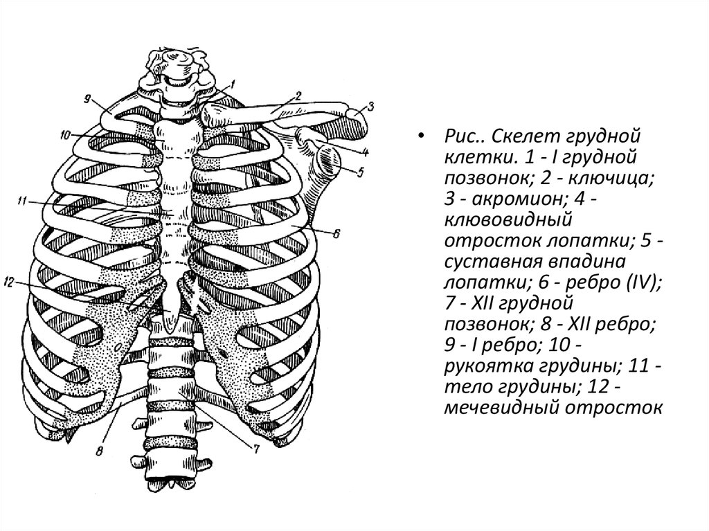 Верхний край ребра. Грудная клетка анатомия 10 ребро. Скелет туловища человека анатомия грудная клетка. Скелет грудной клетки позвонки, ребра, Грудина. Скелет позвонок с грудной клеткой.