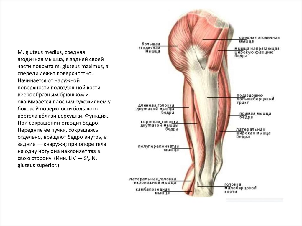 Квадратная мышца бедра фото