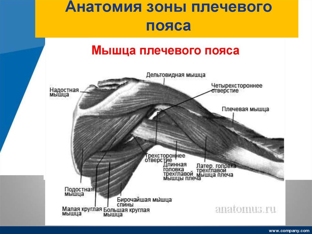 Схема плечевого пояса