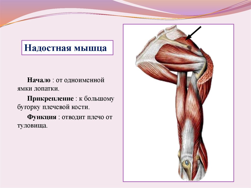 Мышцы плеча анатомия картинки