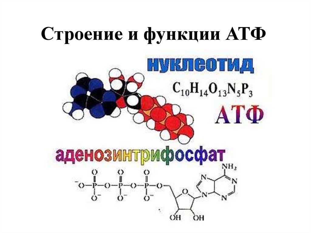 1 строение атф. Химическая формула молекулы АТФ. Структура АТФ биохимия. Хим строение АТФ. Химическая структура АТФ.