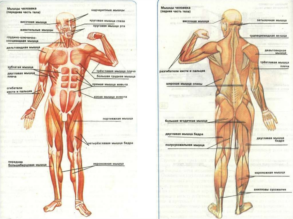 Мышцы у человека в картинках с определениями у женщин