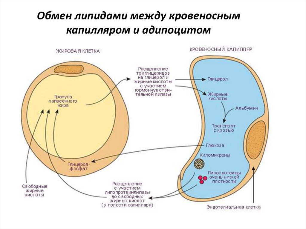 Жировая клетка рисунок