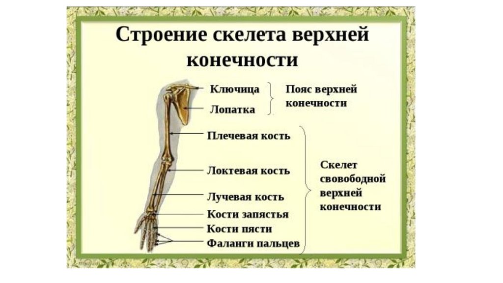 К костям пояса относятся. Строение скелета верхней конечности (отделы и кости). Строение кости верхней конечности человека. Строение верхней конечности анатомия. Строение скелета человека. Скелет верхних конечностей..