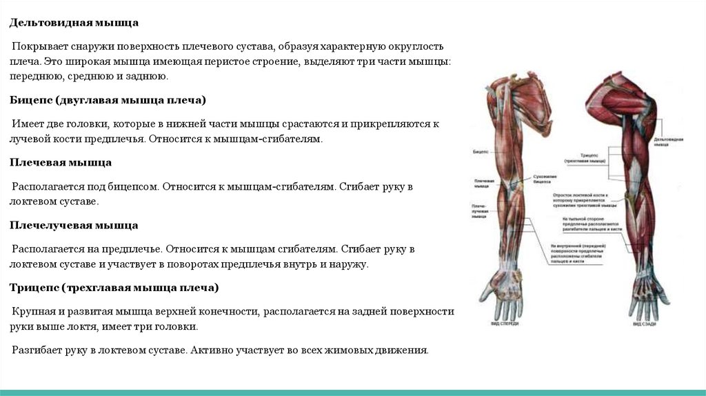 Плечо и предплечье