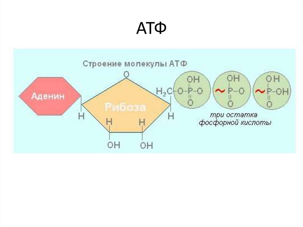 Составляющие атф. Строение молекулы АТФ. Структурные компоненты АТФ. Строение нуклеотида АТФ. Схема строения АТФ макроэргические связи.