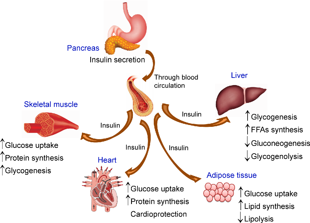 Схема выработки инсулина в организме человека