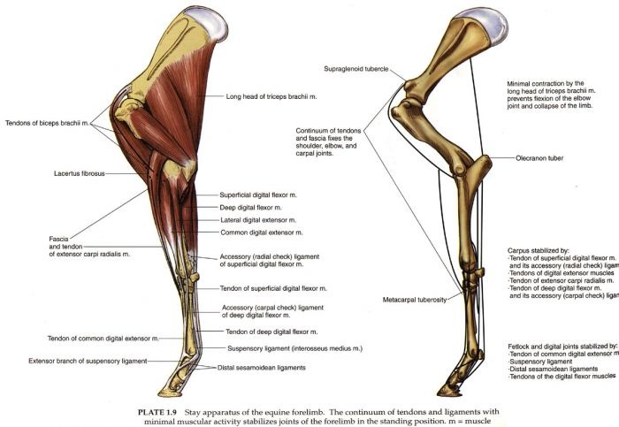 Строение ноги до колена