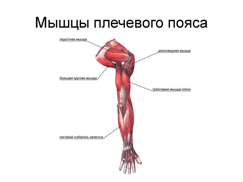 Мышцы на руках название картинки