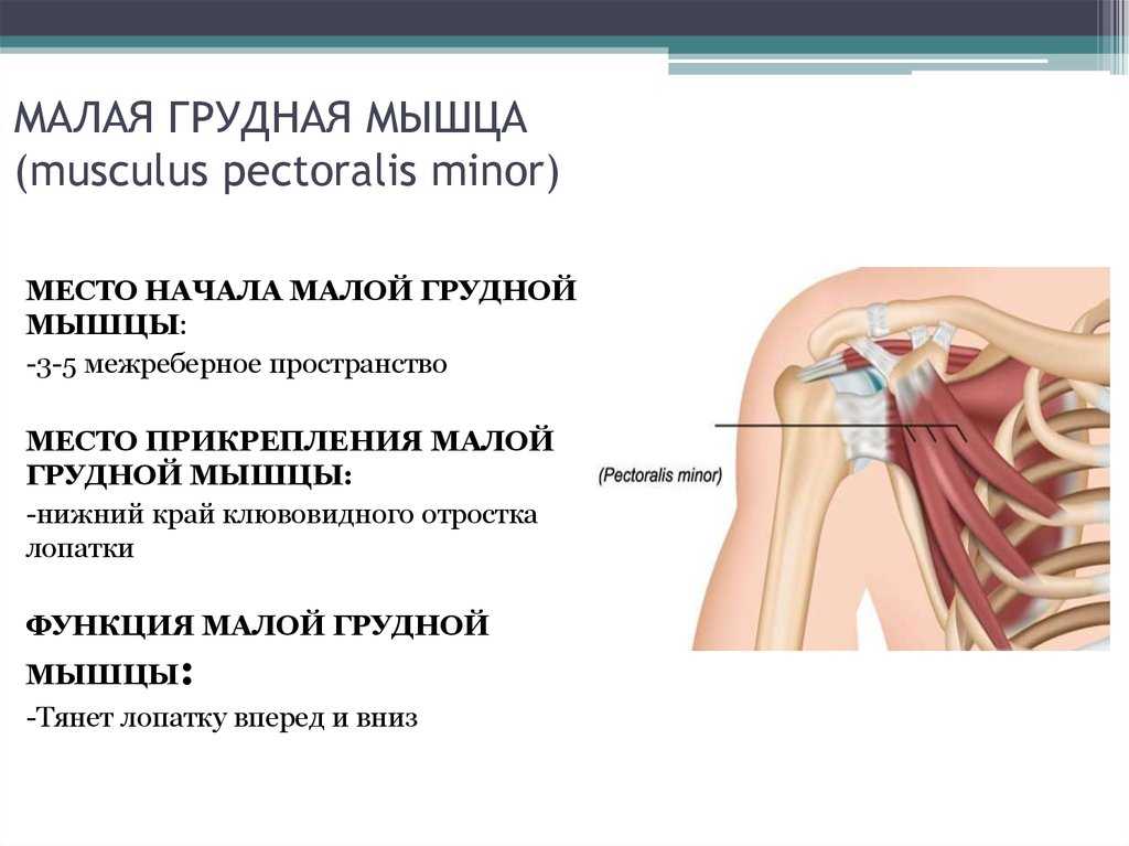 Малая грудная мышца фото анатомия