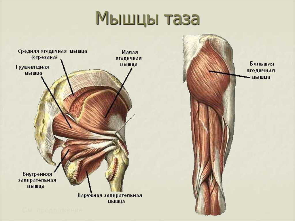 Ягодичные мышцы анатомия строение картинки на русском