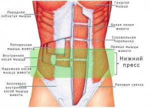Анатомическое строение мышц пресса