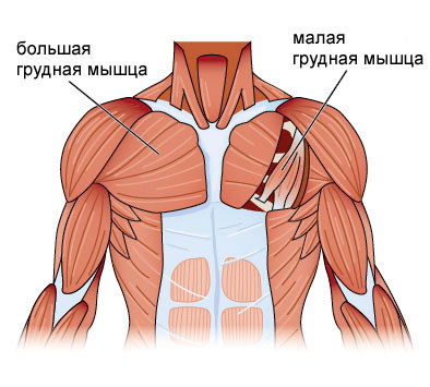 Анатомическое строение грудных мышц
