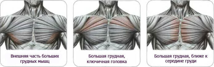 Условное разделение мышц груди