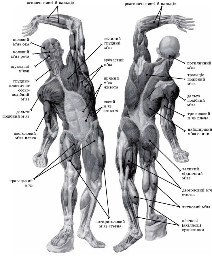Мышцы человека анатомия картинки с надписями