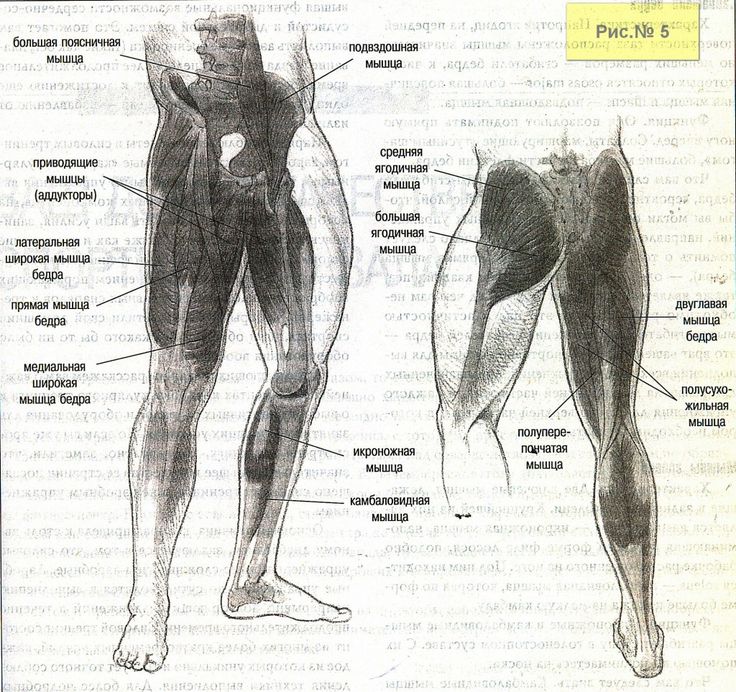 Приводящие мышцы бедра анатомия картинки