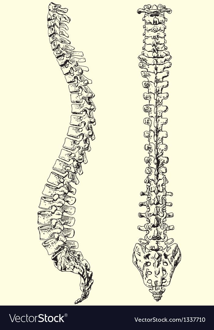 Рассмотрите рисунок с изображением позвоночника человека