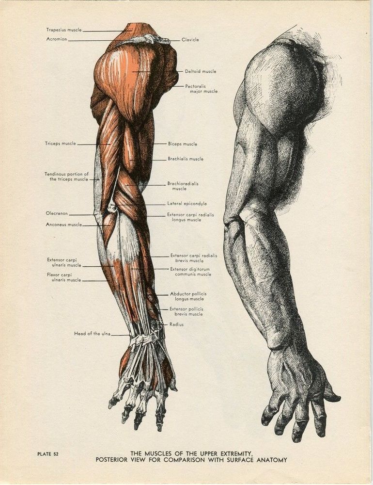 Анатомия мышц рук человека. Баммес анатомия мышцы рук. Анатомия человека мышцы для художников рука. Готфрид Баммес пластическая анатомия. Баммес Верхние конечности мышцы.