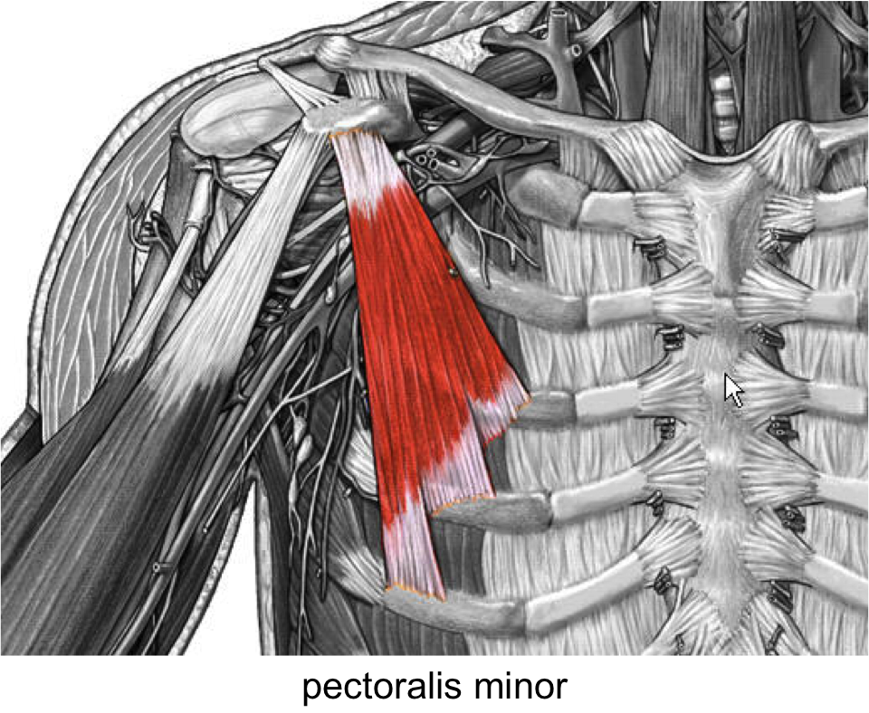 Связку расслабляет мышцы. Pectoralis Major/Minor мышцы. Pectoralis Minor. Musculus pectoralis Minor and Major. Pectoralis Major мышца.