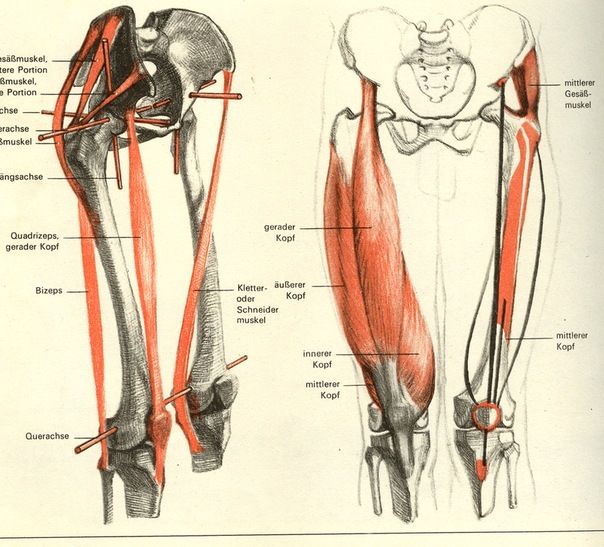 Где находится бедро у человека картинки