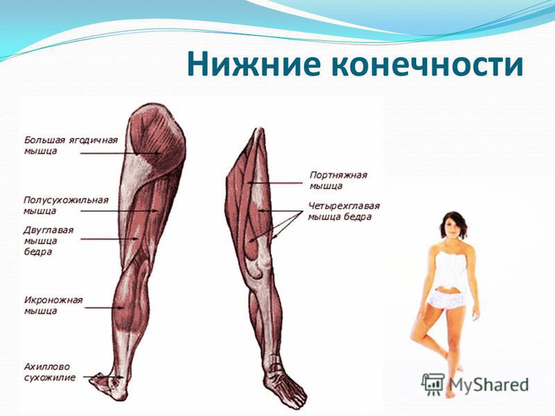 Нога строение. Основные мышцы нижней конечности анатомия. Схема мышц нижних конечностей человека. Мышцы нижней конечности схема. Мышцы нижних конечностей основные мышцы.