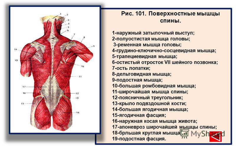 Мышцы спины анатомия картинки с названиями