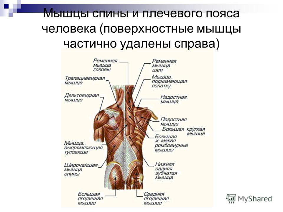 Внутренние органы человека схема расположения у мужчин со спины