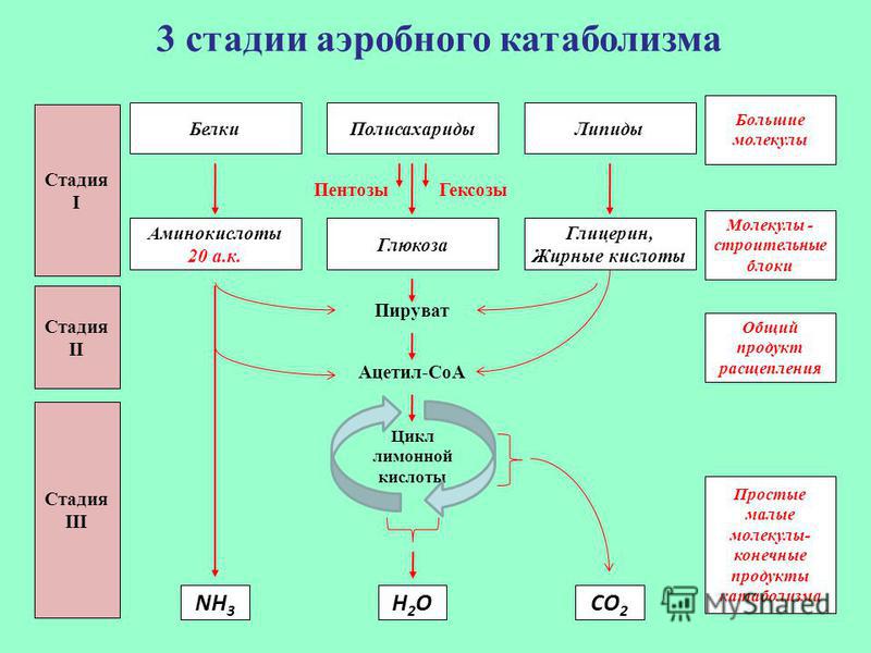 Катаболизм сложных органических веществ