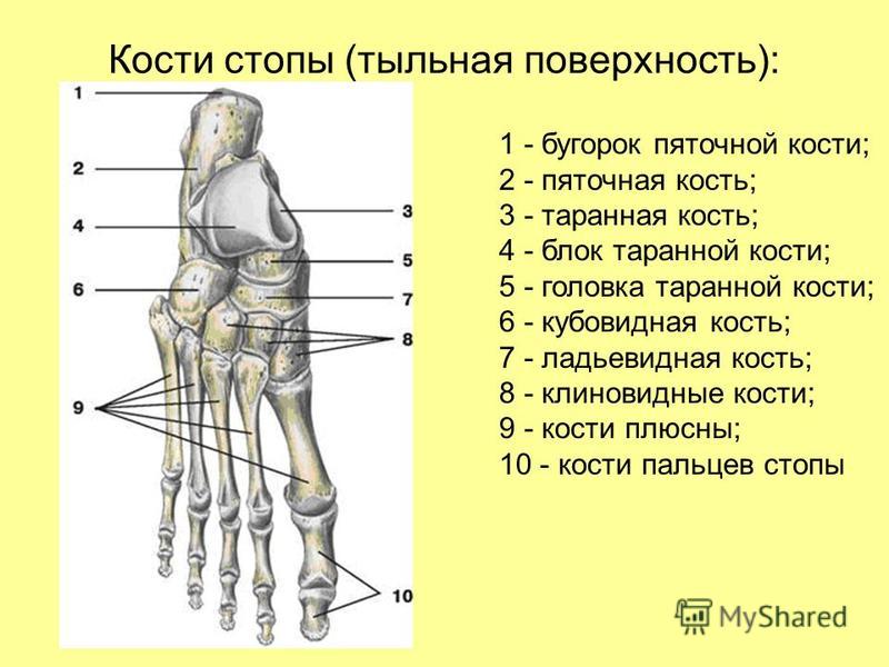 Тыльная стопа. Кости стопы тыльная поверхность. Строение стопы название костей.