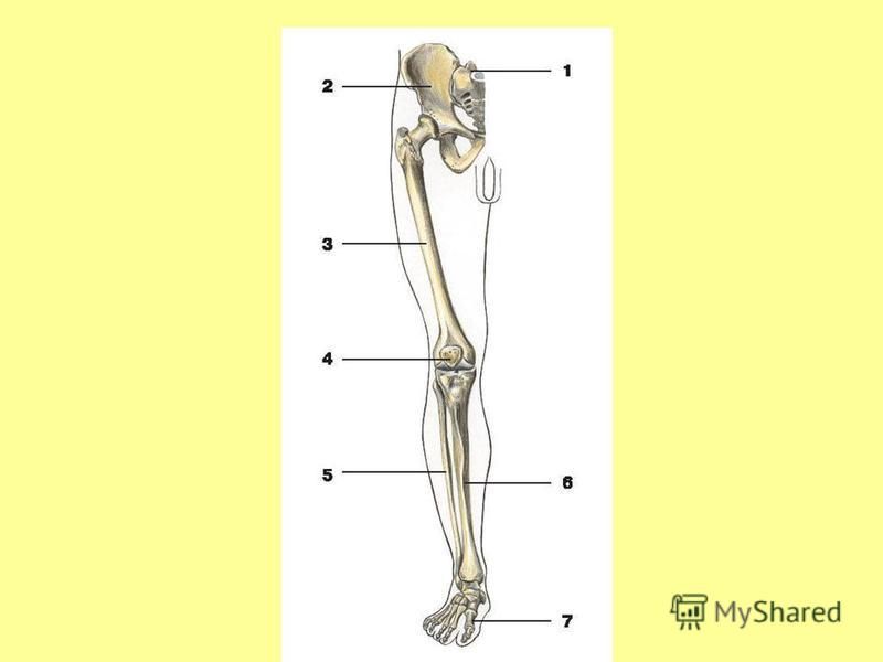 Скелет нижней конечности человека рисунок