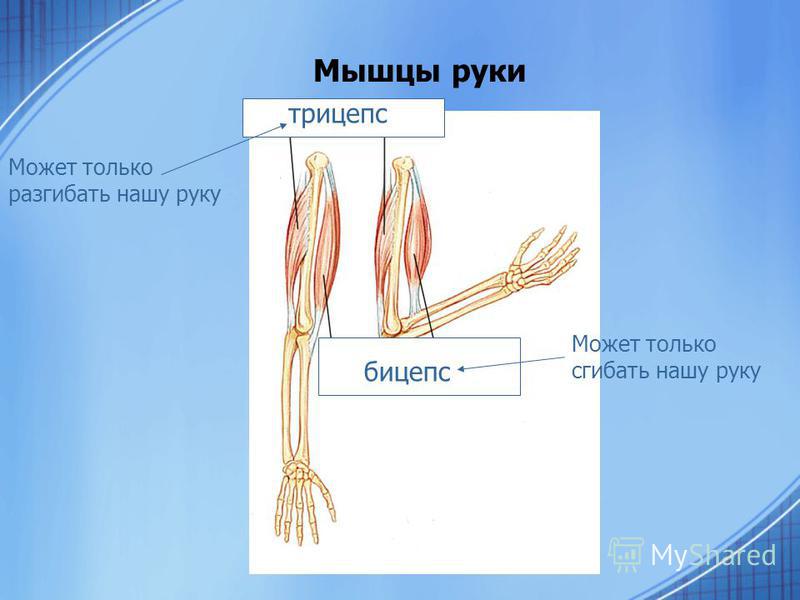 Рука человека название. Строение руки. Анатомия руки. Названия частей мышц на руках. Строение руки человека.