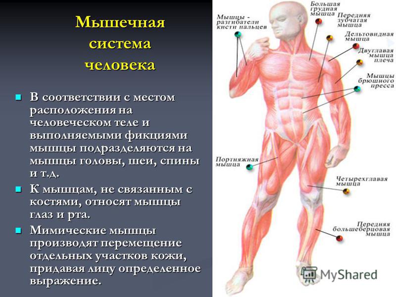 Большие мышцы человека