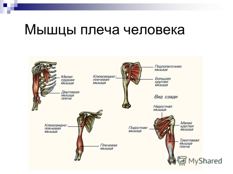 Плечо. Анатомия мышц плеча человека. Мышцы плеча передняя группа сгибатели. Мышцы плеча вид сзади. Плечевые мышцы человека анатомия.