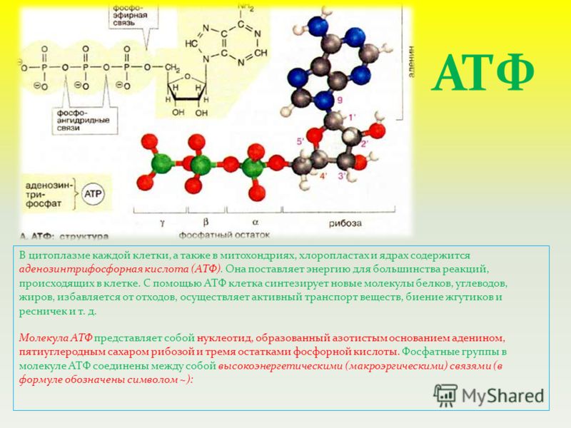 Химические связи атф. Типы химических связей в АТФ. Связи в молекуле АТФ. АТФ И другие макроэргические соединения. Макроэргические связи в молекуле АТФ.