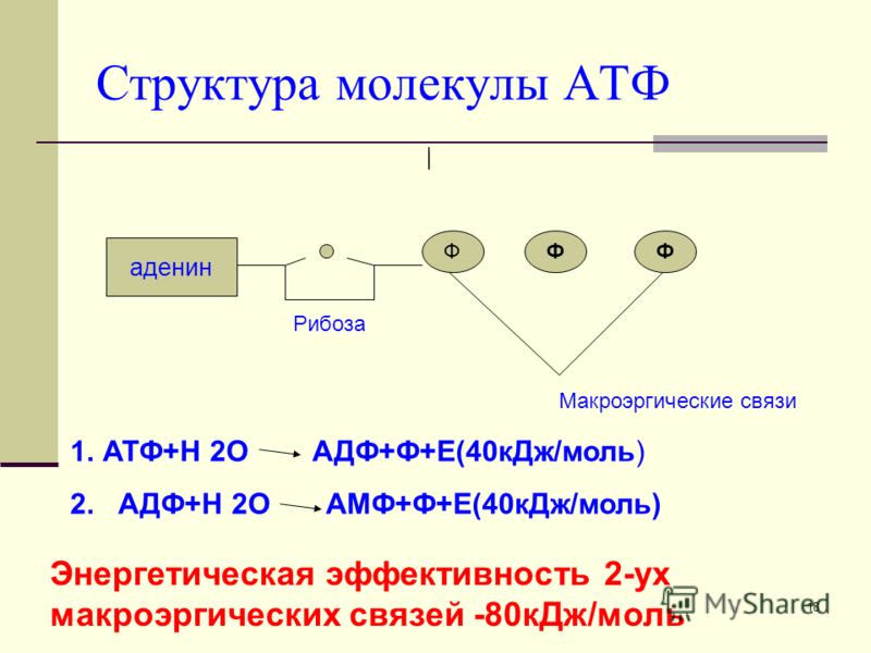 Энергия 1 молекулы атф