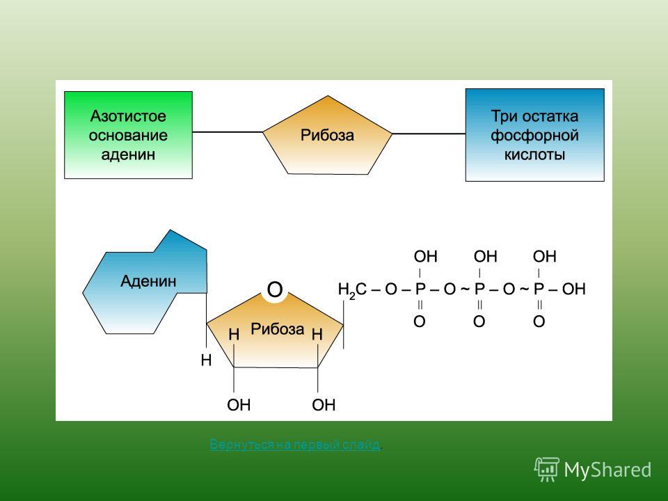 Синтезируется цепь содержащая рибозу. Строение молекулы АТФ аденин. Молекула АТФ углевод азотистое основание. Остаток фосфорной кислоты АТФ. Аденин рибоза три остатка фосфорной кислоты это.