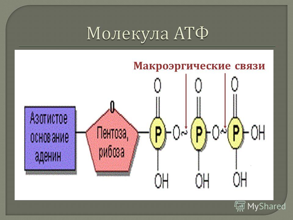 Каким номером на рисунке обозначена молекула атф