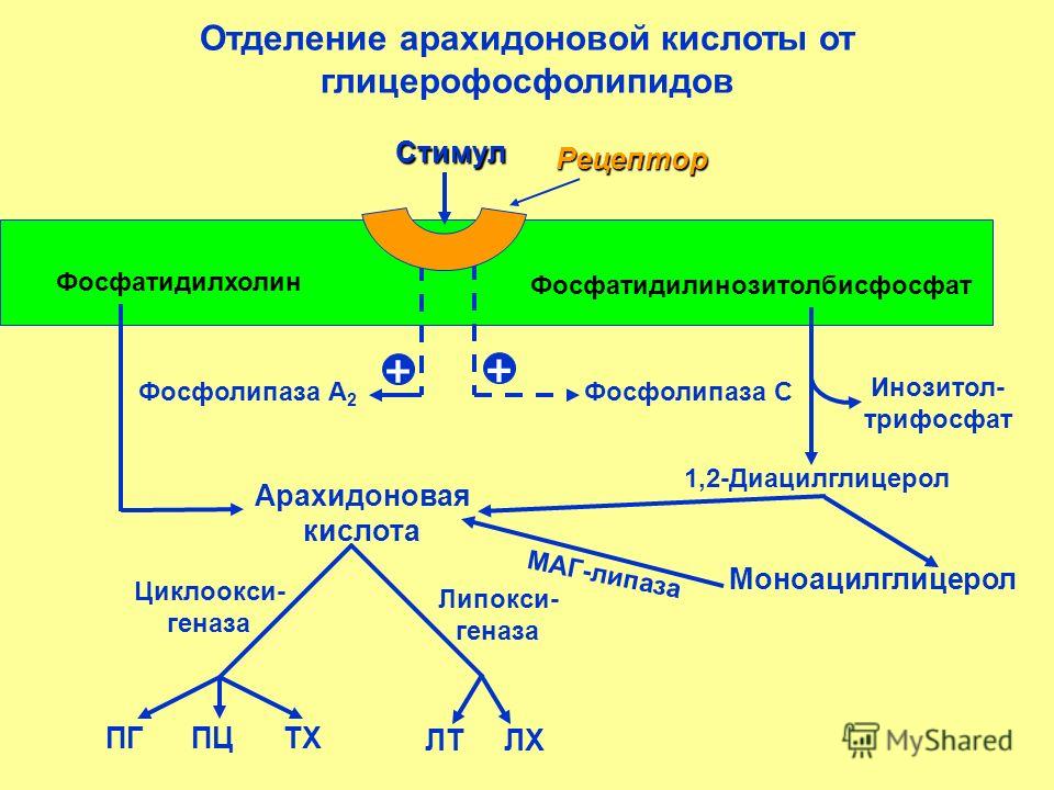 Каскад арахидоновой кислоты схема